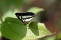 NYMPHALIDAE, Pyrrhogyra e. edocla